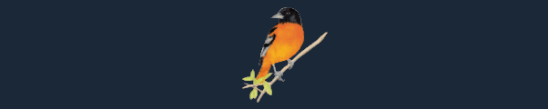 展翅翱翔/WINGSPAN（更新v05.09.2024 ）