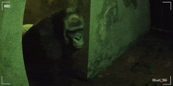 癫狂动物园/Zoochosis